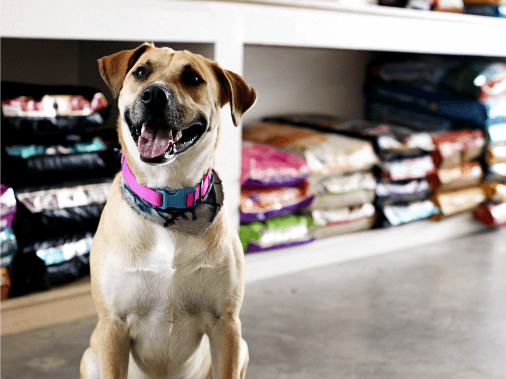 Pet shop com produtos para animais de estimação